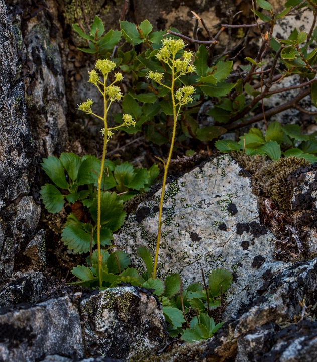 Saxifragopsis fragarioides, Strawberry Saxifrage.jpg